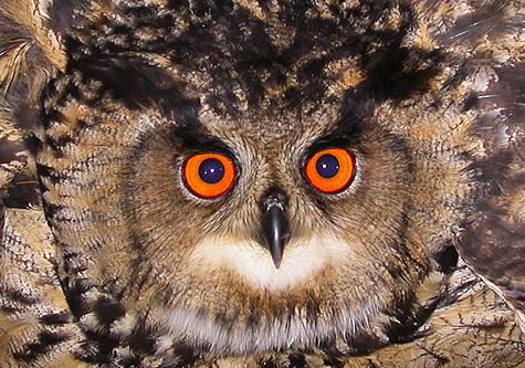 Eagle Owl © Kjetil Aa. Solbakken