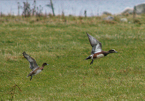 American Wigeon © Frode Falkenberg