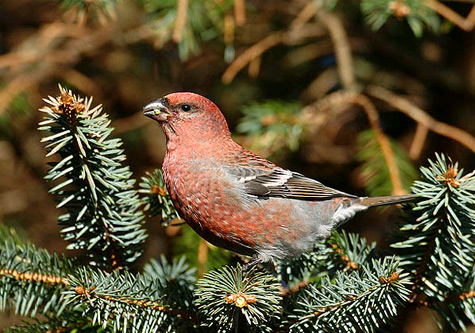 Pine Grosbeak © Morten Kersbergen