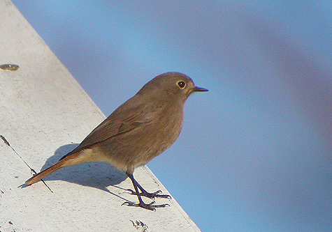 Black Redstart © Anders Hangrd