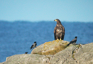 WT Sea-Eagle (c) Kjell Mjlsnes